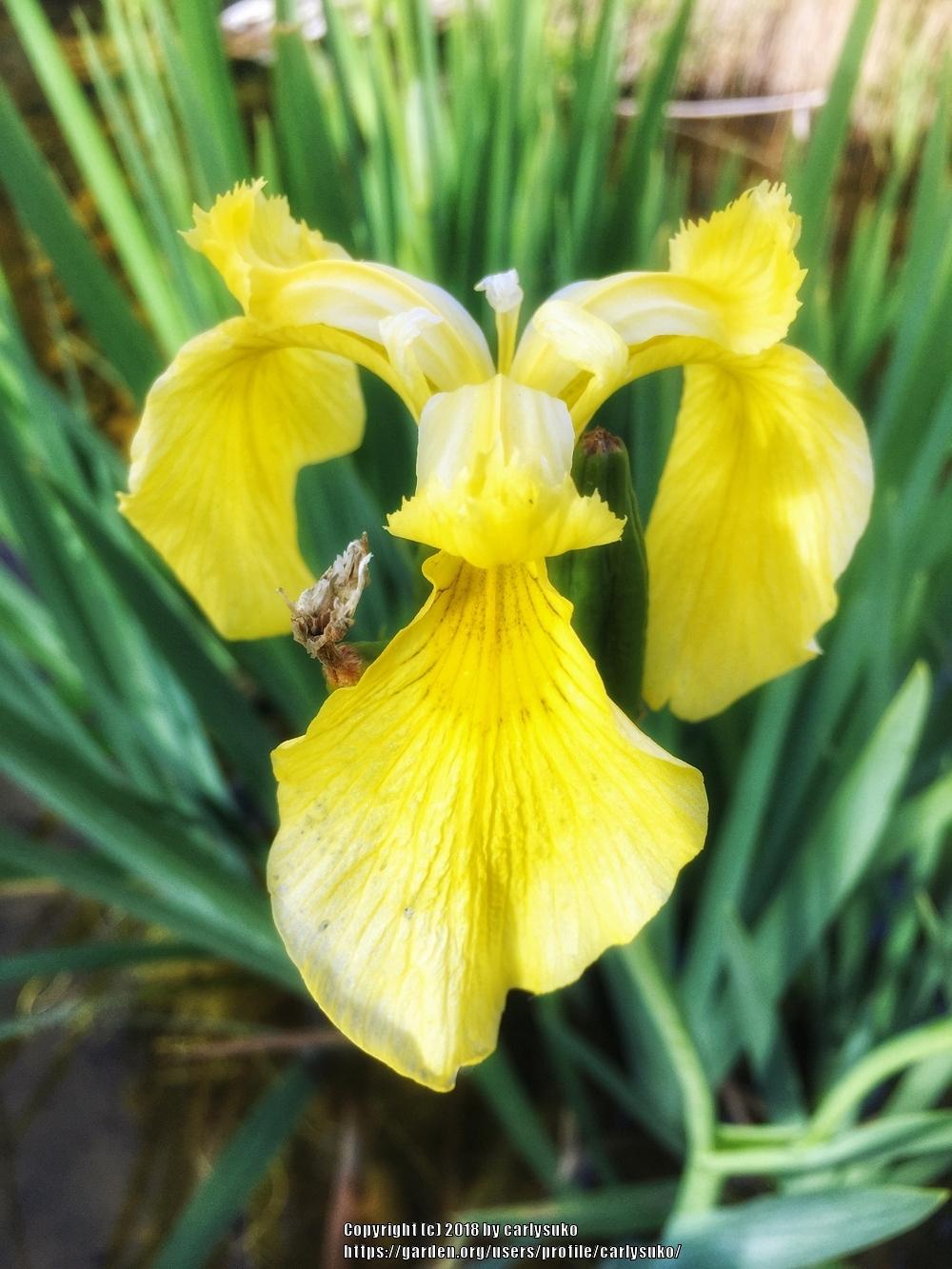 Photo of Yellow Flag (Iris pseudacorus) uploaded by carlysuko
