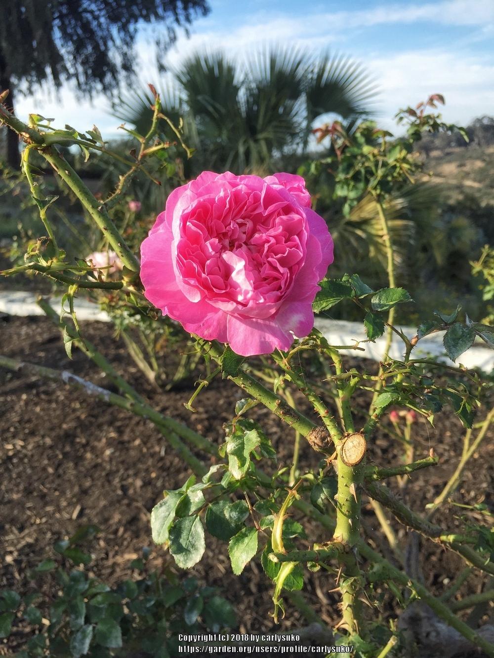 Photo of Rose (Rosa 'Mary Rose') uploaded by carlysuko