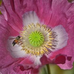 Location: Botanical Gardens of the State of Georgia...Athens, Ga
Date: 2018-04-25
Pink Poppy And A Bee 020