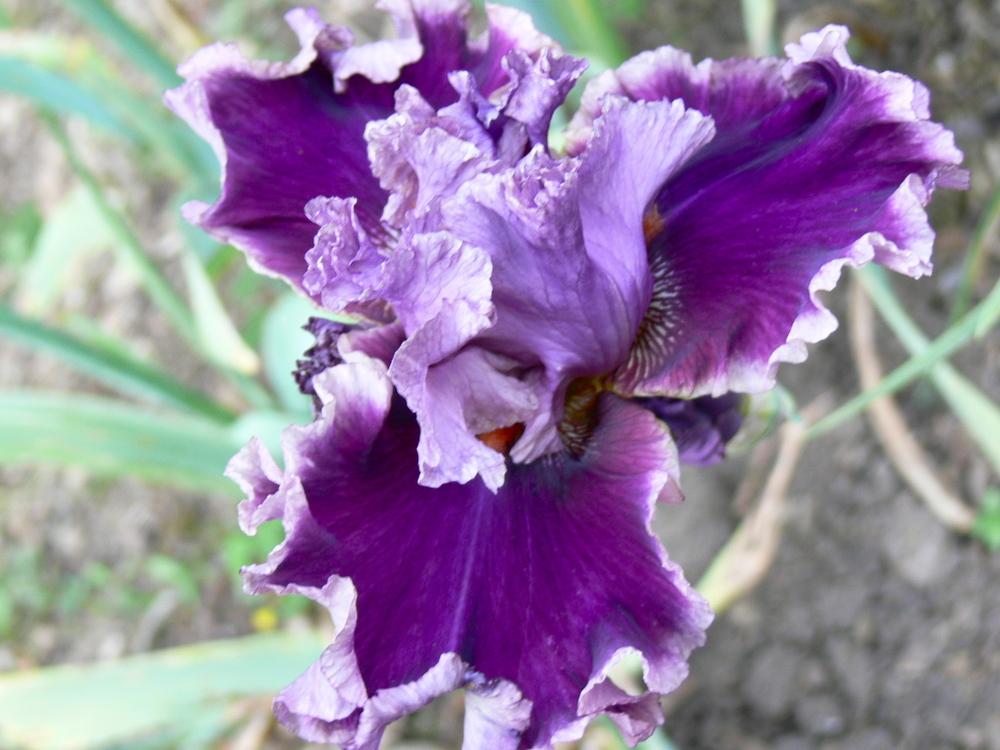 Photo of Tall Bearded Iris (Iris 'Another Woman') uploaded by janwax