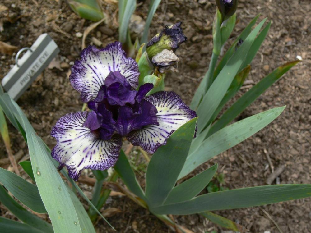 Photo of Intermediate Bearded Iris (Iris 'Fall Line') uploaded by janwax