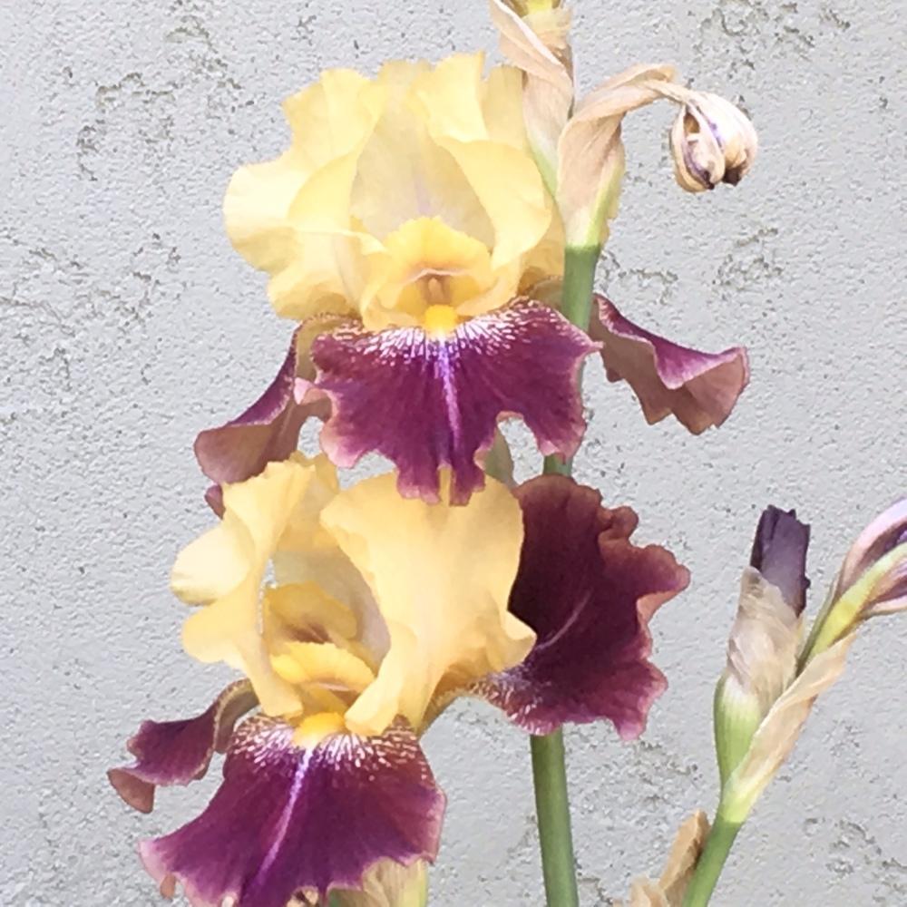 Photo of Tall Bearded Iris (Iris 'Ziggy') uploaded by lilpod13