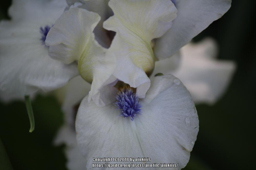 Photo of Standard Dwarf Bearded Iris (Iris 'Bluebeard's Ghost') uploaded by pinkiris