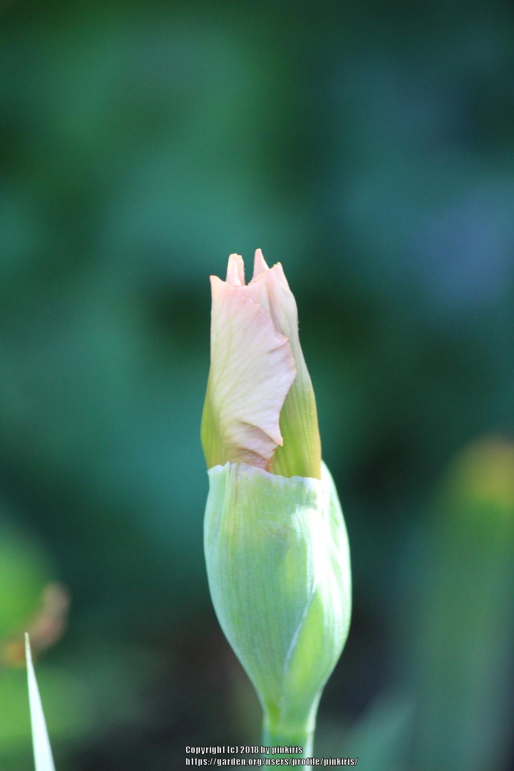Photo of Tall Bearded Iris (Iris 'Happenstance') uploaded by pinkiris