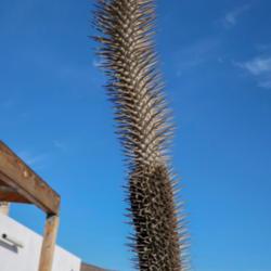 Location: Baja California
Date: 2018-04-25
A year's growth, almost a foot