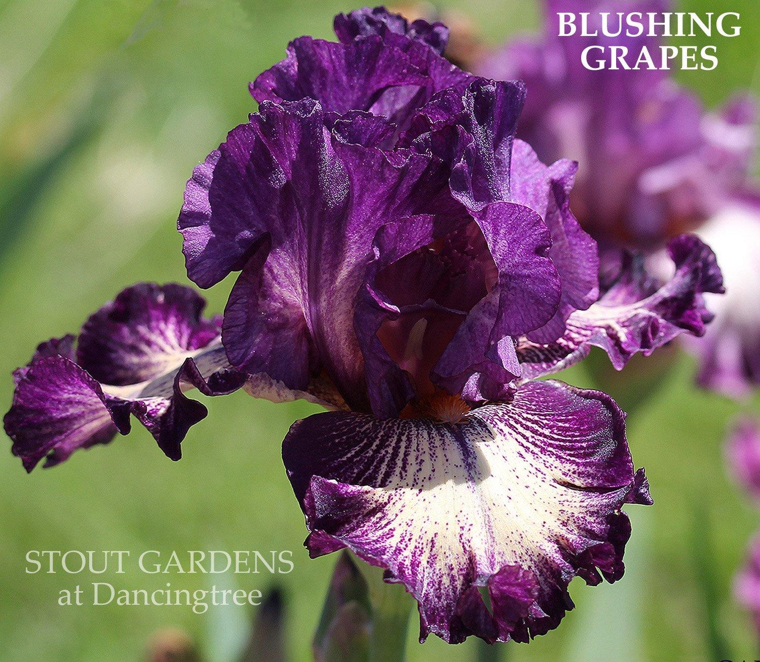 Photo of Tall Bearded Iris (Iris 'Blushing Grapes') uploaded by Joy