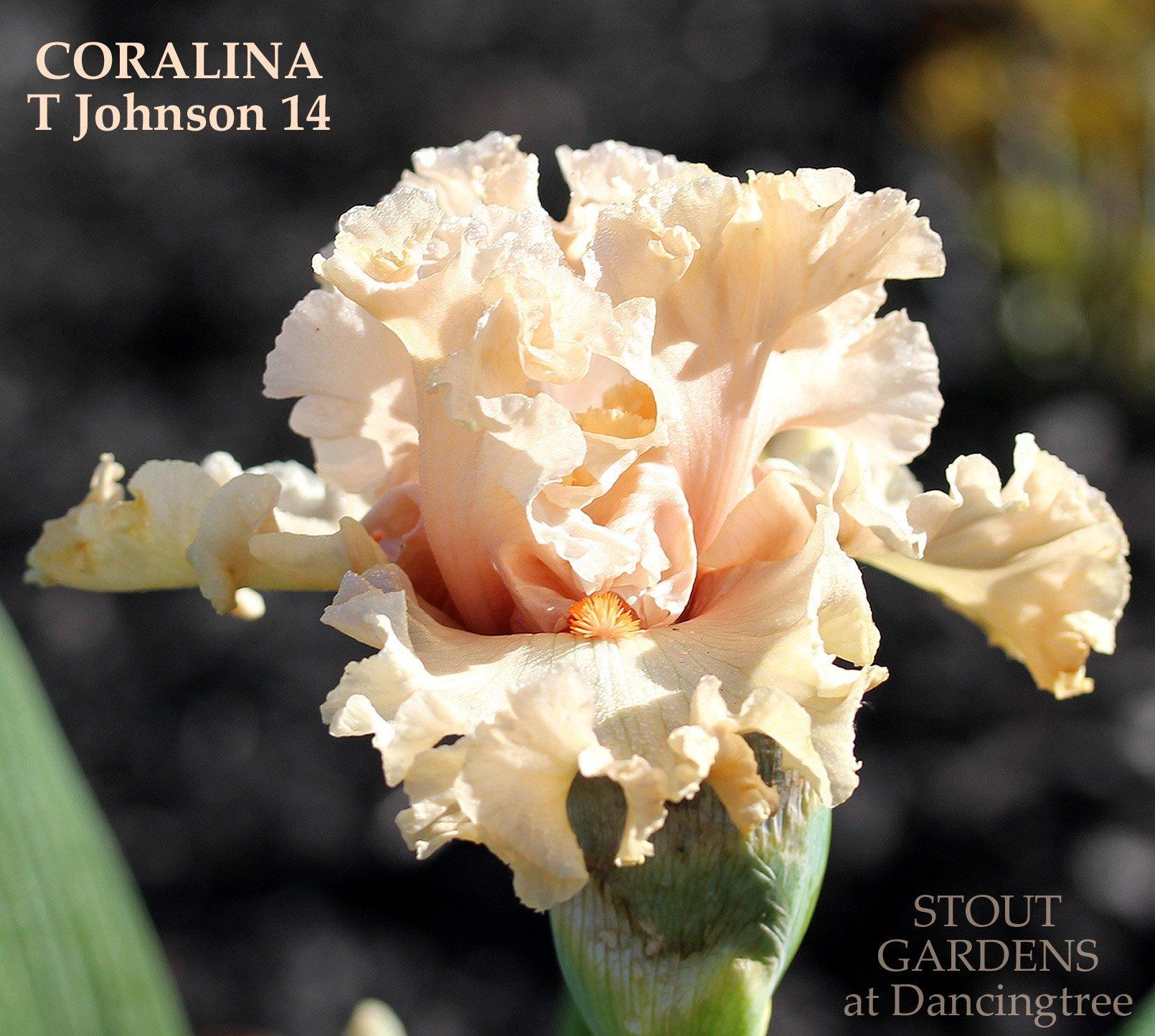 Photo of Tall Bearded Iris (Iris 'Coralina') uploaded by Joy