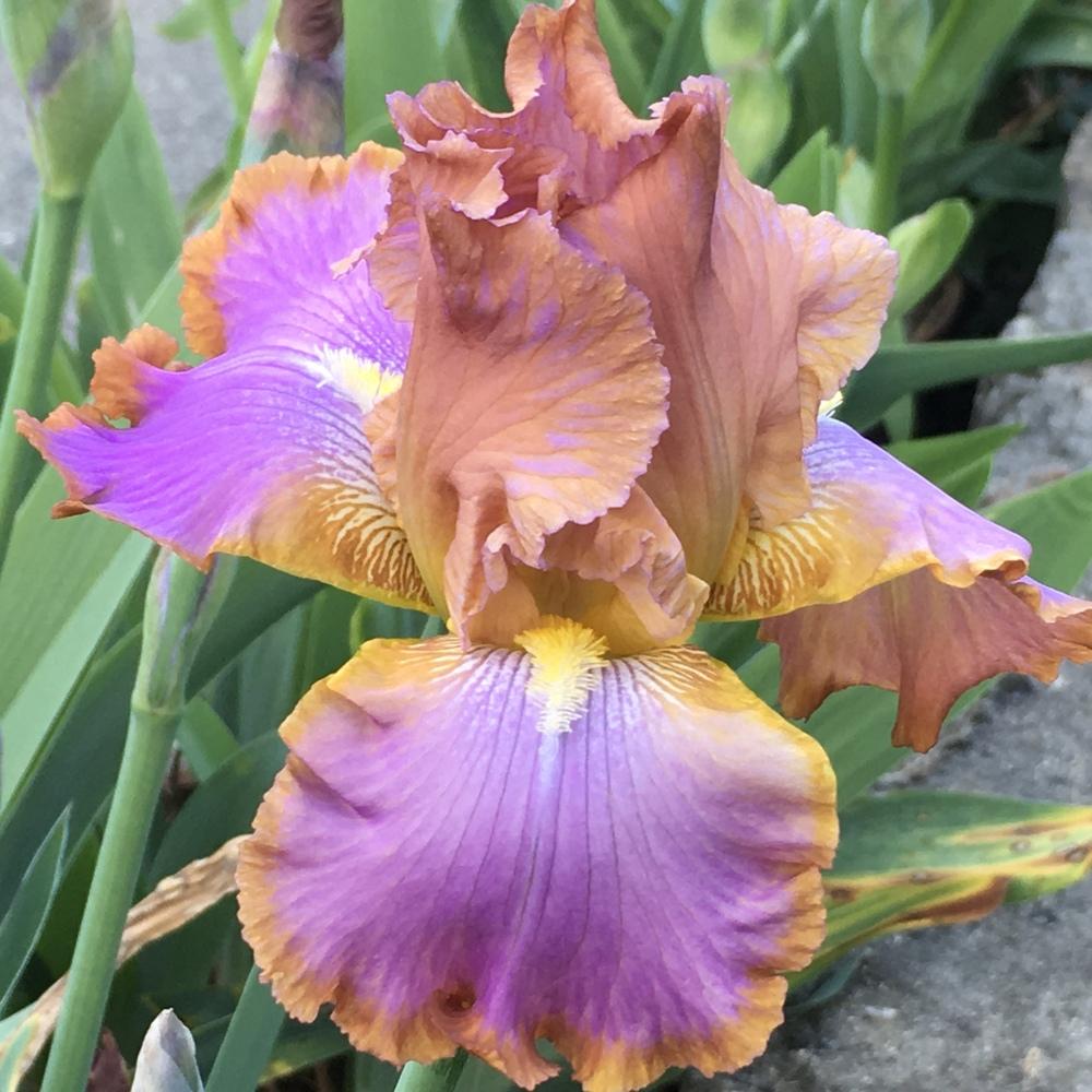 Photo of Tall Bearded Iris (Iris 'Afternoon Delight') uploaded by lilpod13