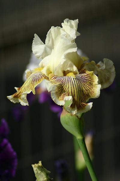 Photo of Tall Bearded Iris (Iris 'Spring Madness') uploaded by loosertora