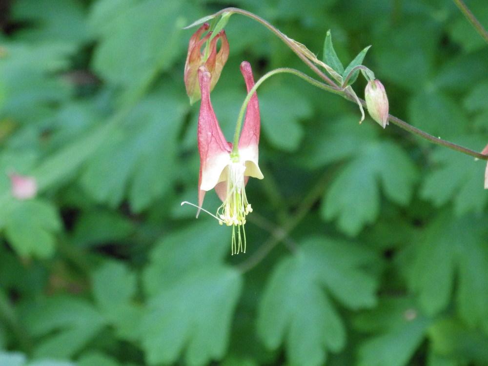 Photo of Eastern Red Columbine (Aquilegia canadensis) uploaded by pdermer1x