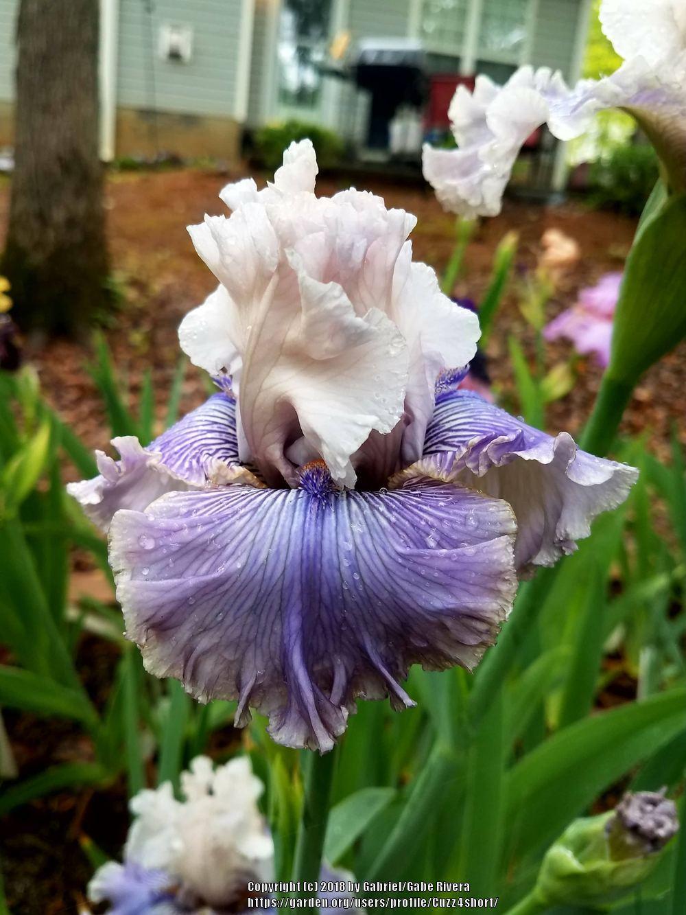 Photo of Tall Bearded Iris (Iris 'Haunted Heart') uploaded by Cuzz4short