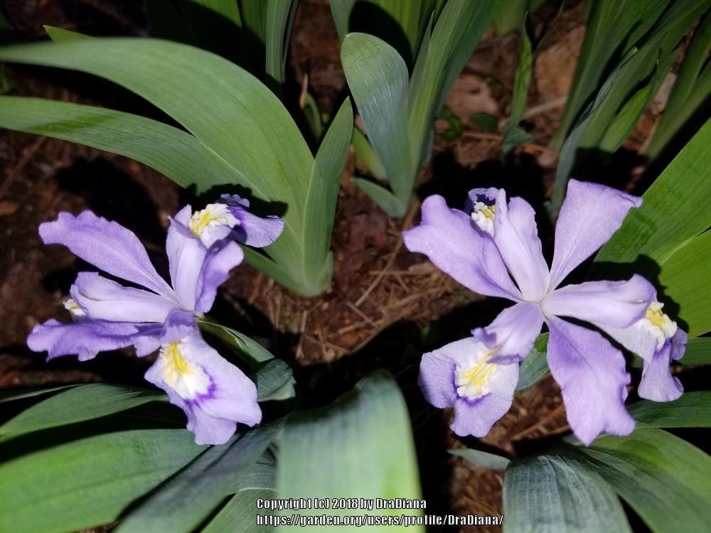 Photo of Species Iris (Iris cristata) uploaded by DraDiana