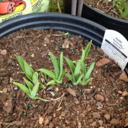 Location: In my garden, Falls Church, VA
Date: 2018-04-13
First time growing these daylilies