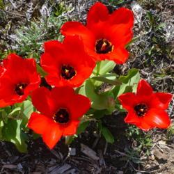 Location: Nora's Garden - Castlegar, B.C.
Date: 2018-04-24
The earliest blast of pure crimson red in the spring garden.