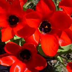 Location: Nora's Garden - Castlegar, B.C.
Date: 2018-04-26
Immense, shimmering scarlet petals wake up the senses early in th
