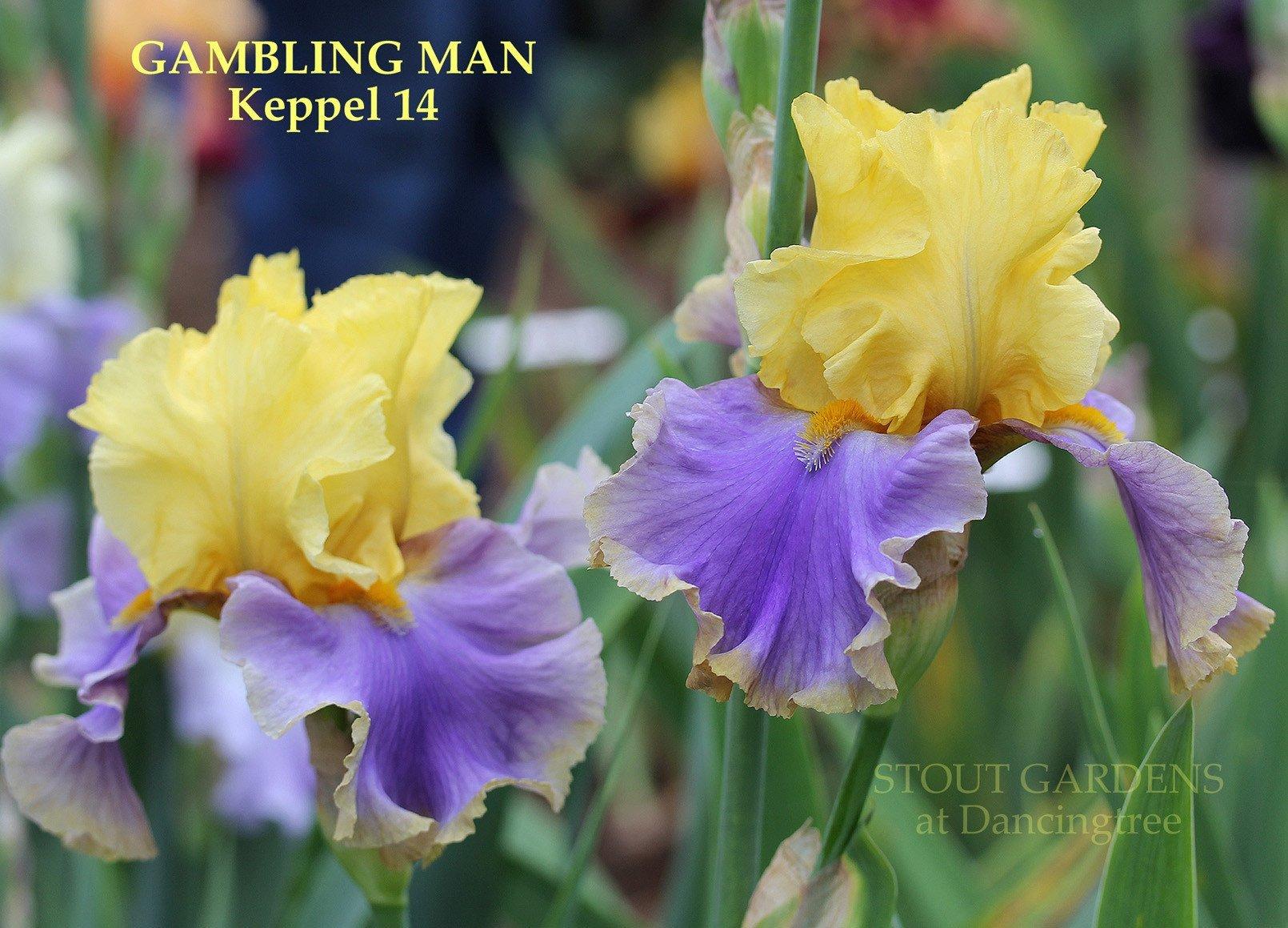 Photo of Tall Bearded Iris (Iris 'Gambling Man') uploaded by Joy