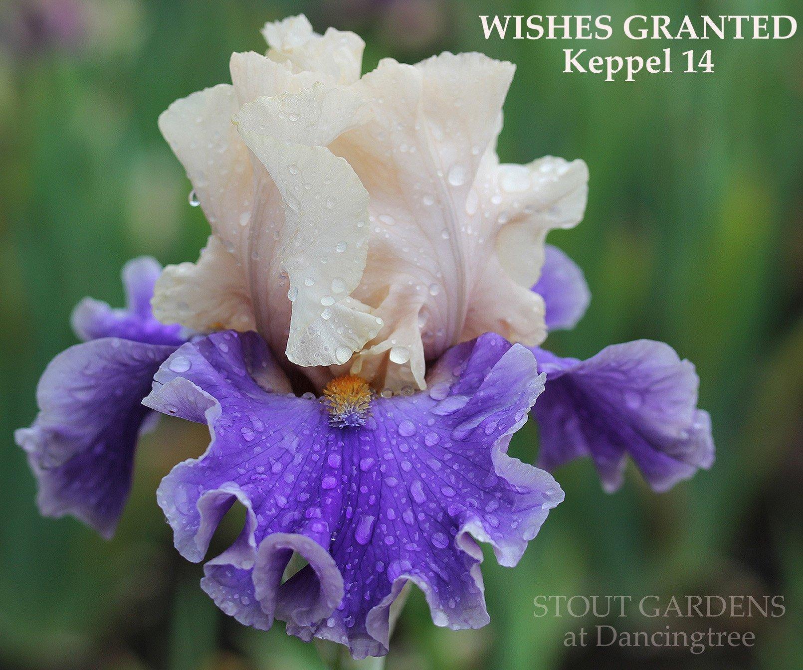 Photo of Tall Bearded Iris (Iris 'Wishes Granted') uploaded by Joy