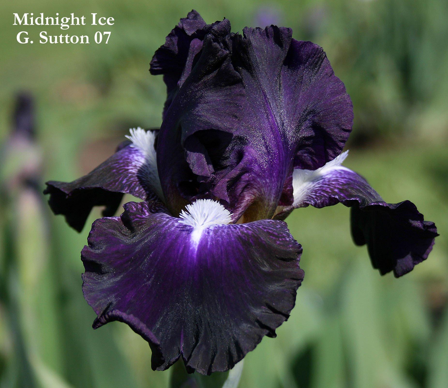 Photo of Intermediate Bearded Iris (Iris 'Midnight Ice') uploaded by Joy