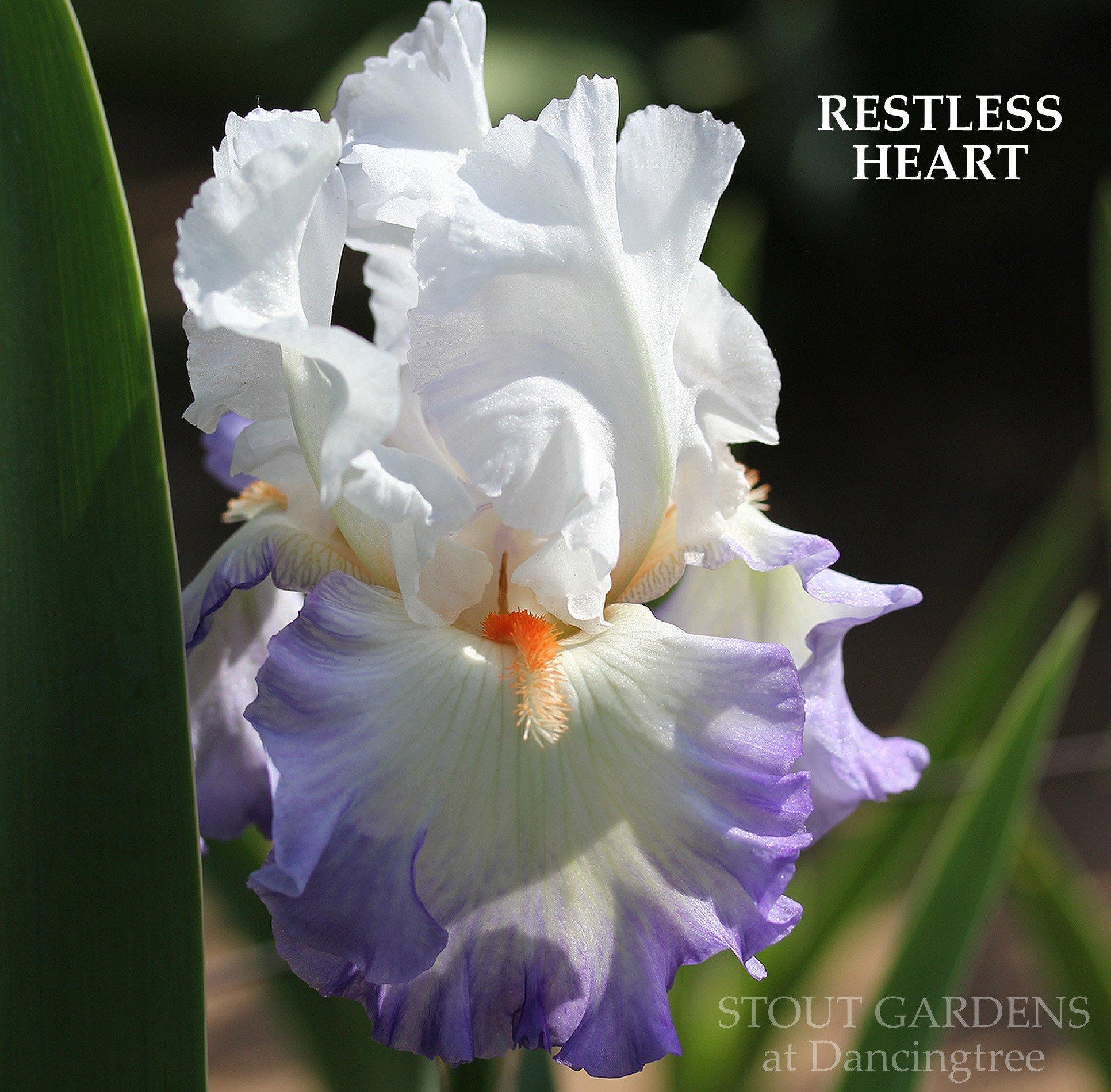 Photo of Tall Bearded Iris (Iris 'Restless Heart') uploaded by Joy
