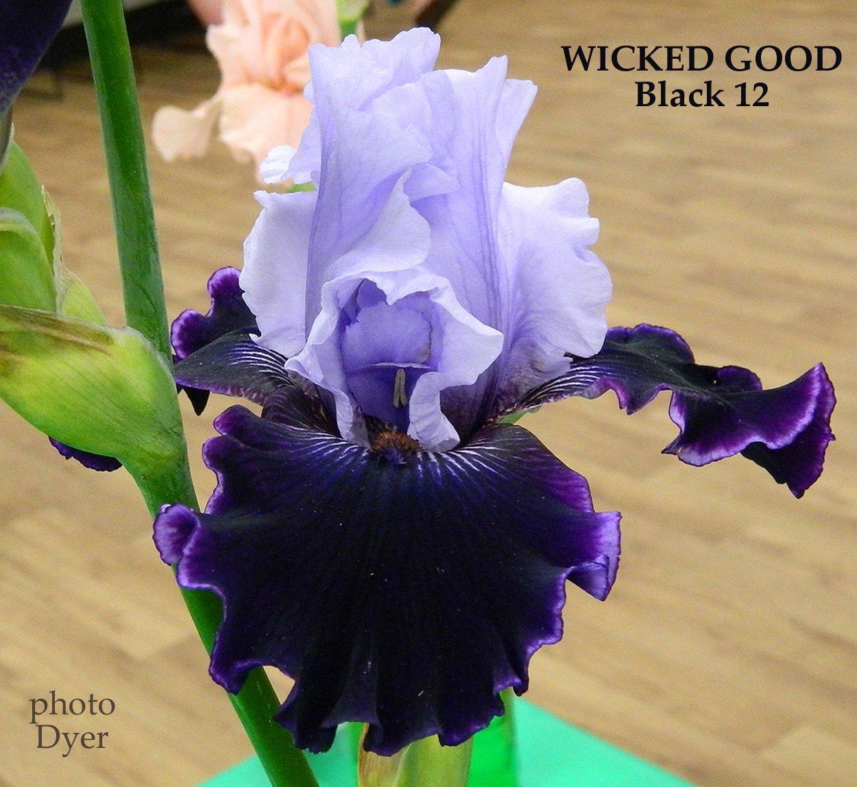 Photo of Tall Bearded Iris (Iris 'Wicked Good') uploaded by Joy