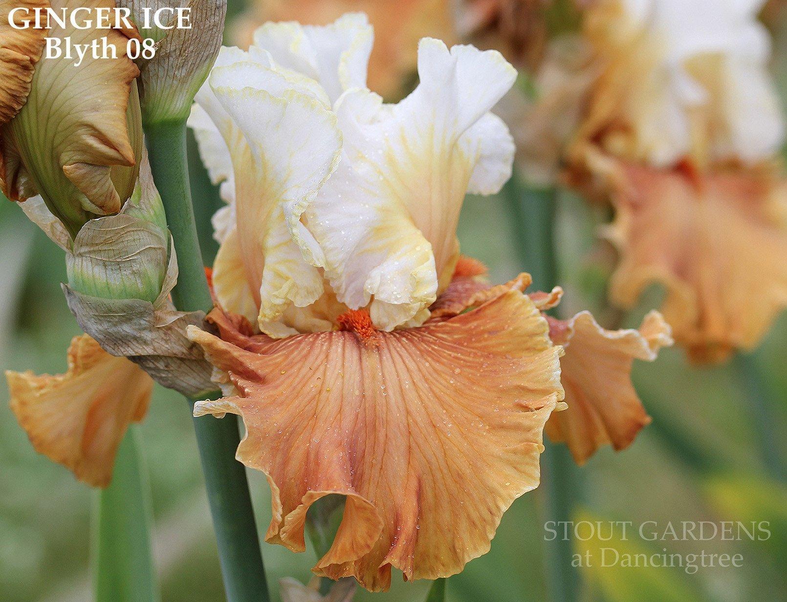 Photo of Tall Bearded Iris (Iris 'Ginger Ice') uploaded by Joy