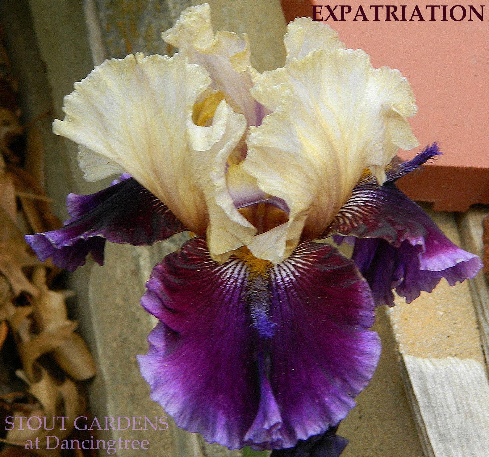 Photo of Tall Bearded Iris (Iris 'Expatriation') uploaded by Joy