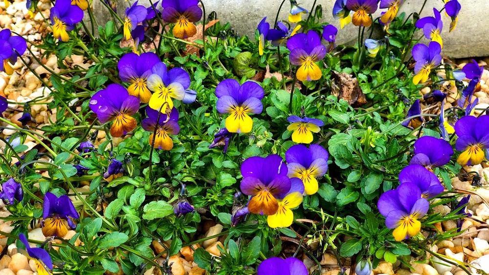 Photo of Johnny Jump-Up (Viola tricolor) uploaded by Njiris