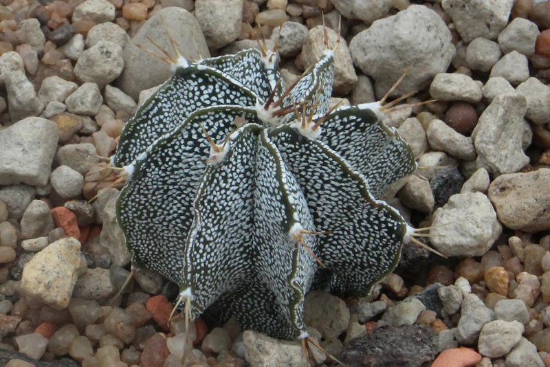 Photo of Star Plant (Astrophytum ornatum) uploaded by RuuddeBlock