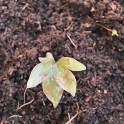 Location:  Bronx NY
Date: 2018-04-24
Brand new wintersow seedling!