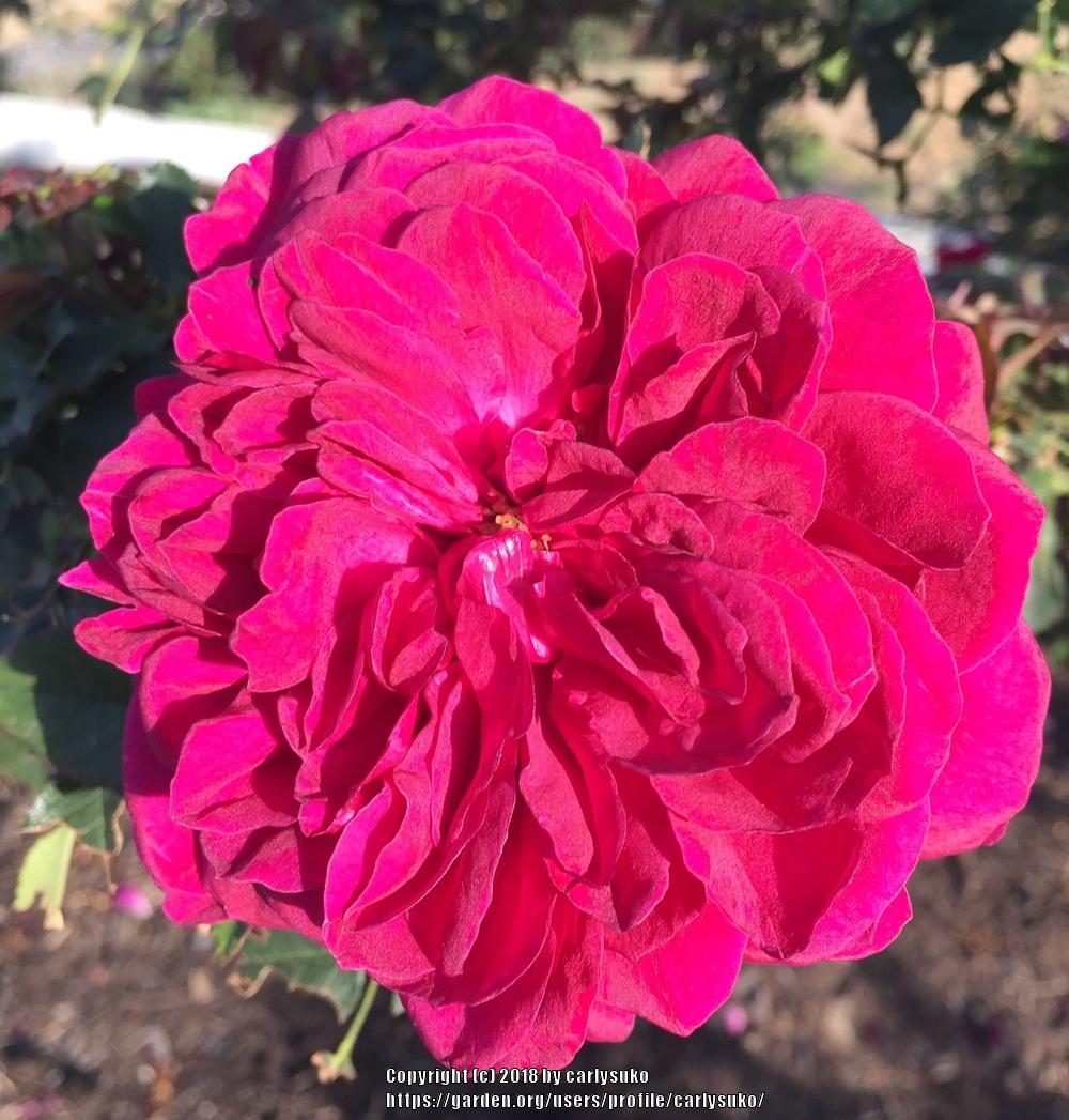 Photo of Rose (Rosa 'Sophy's Rose') uploaded by carlysuko