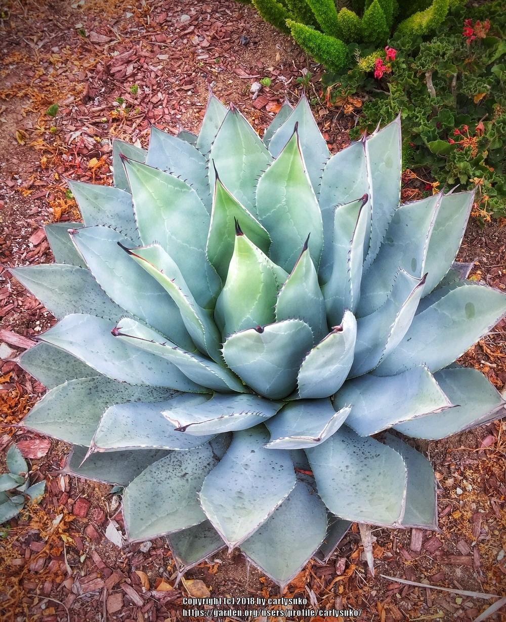 Photo of Parry's Agave (Agave parryi) uploaded by carlysuko
