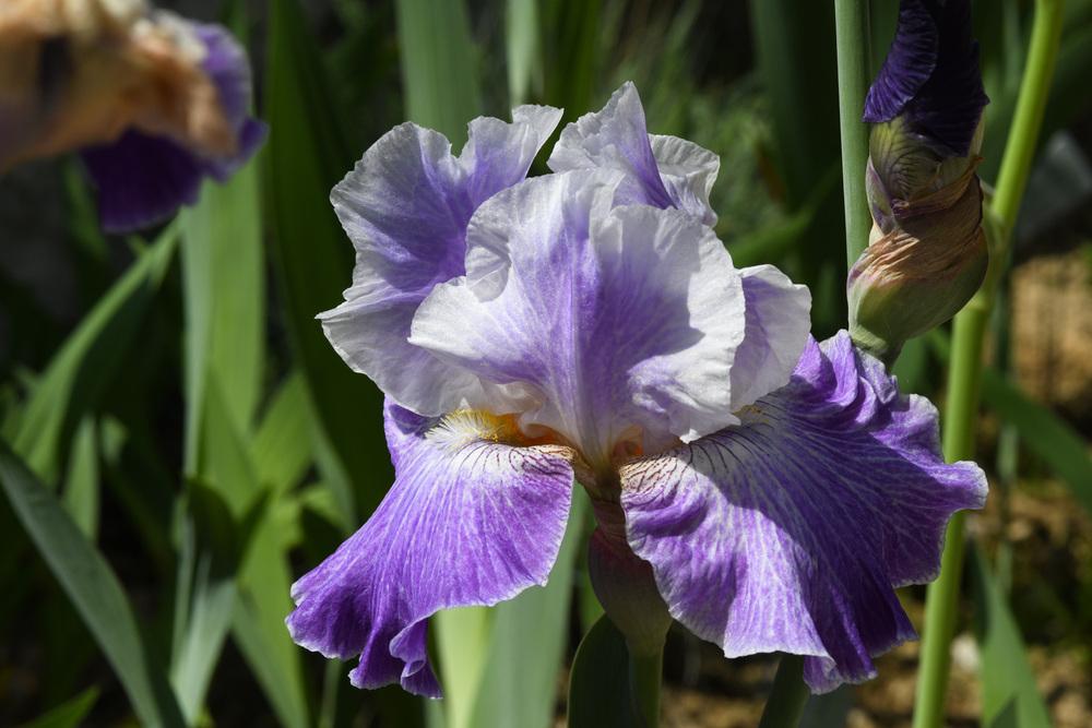 Photo of Tall Bearded Iris (Iris 'Making Time') uploaded by cliftoncat