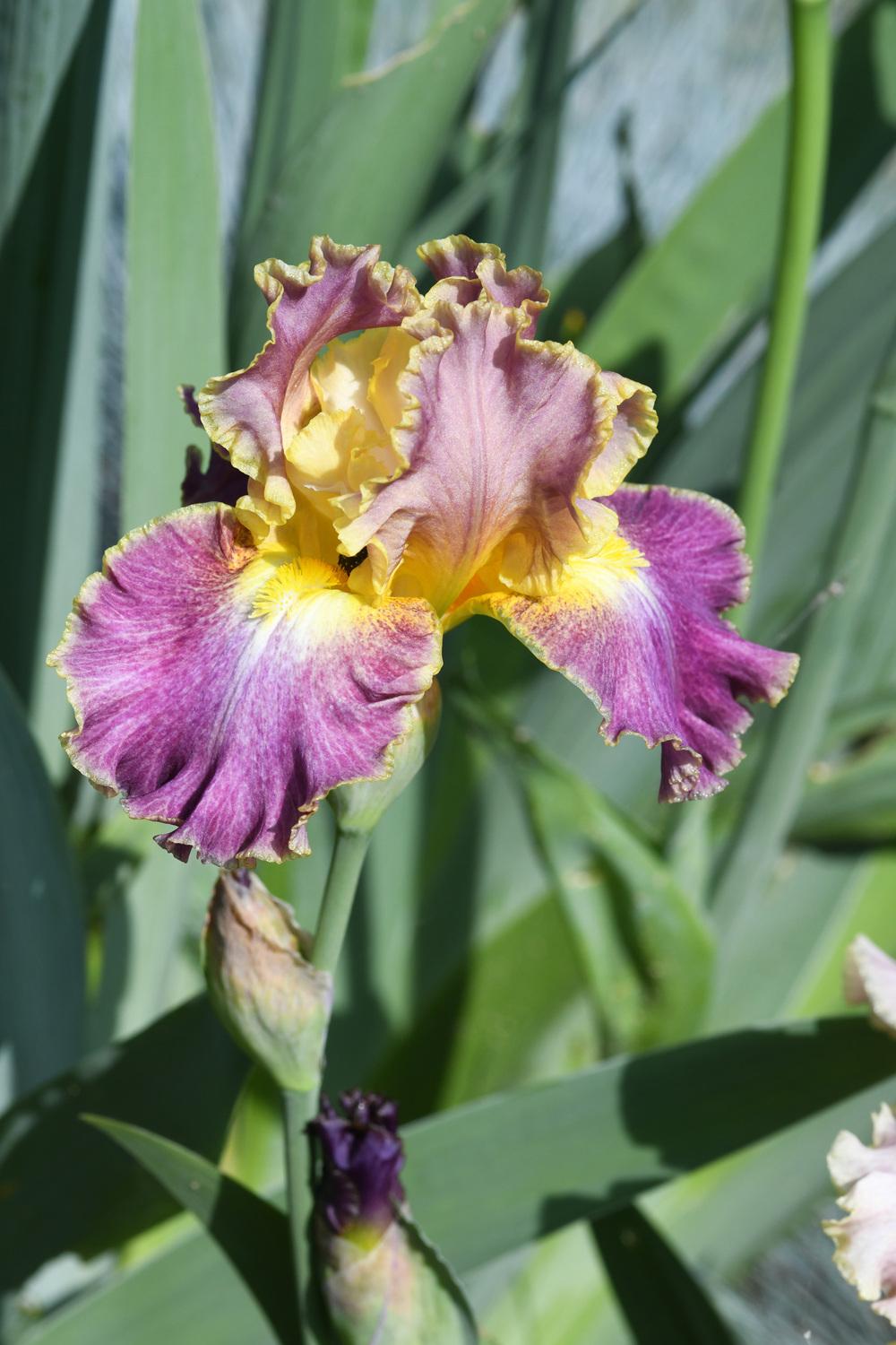 Photo of Tall Bearded Iris (Iris 'High Master') uploaded by cliftoncat