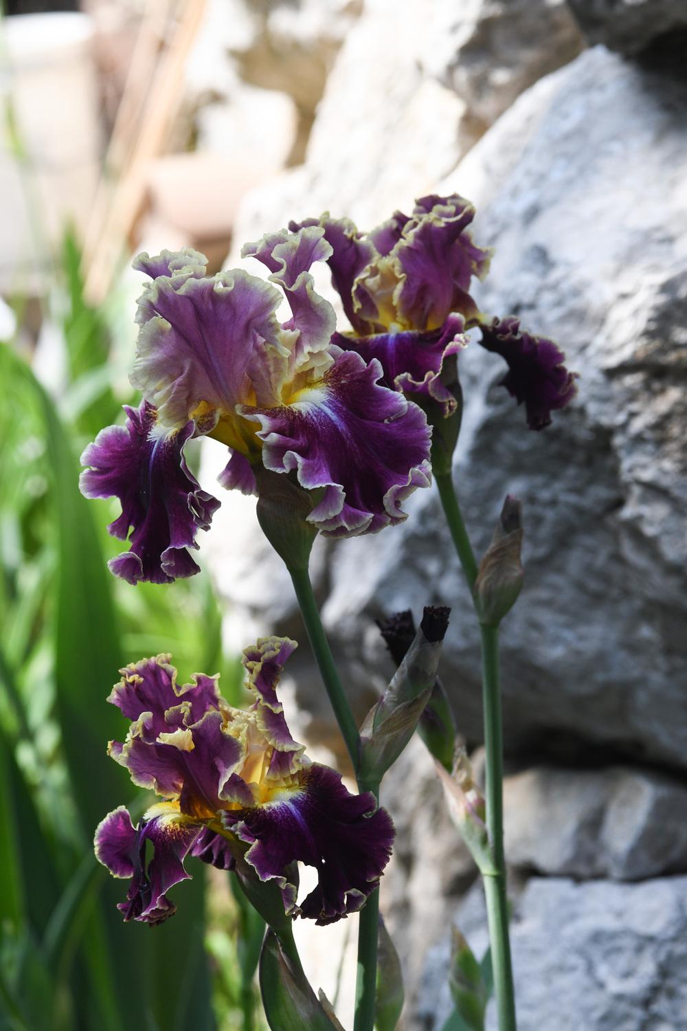 Photo of Tall Bearded Iris (Iris 'Montmartre') uploaded by cliftoncat