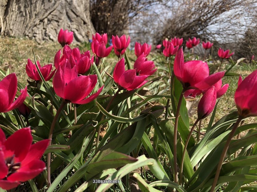 Photo of Species Tulip (Tulipa humilis var. violacea 'Black Base') uploaded by crawgarden