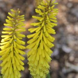 Location: Botanical Gardens of the State of Georgia...Athens, Ga
Date: 2018-04-27
Red Hot Poker 010