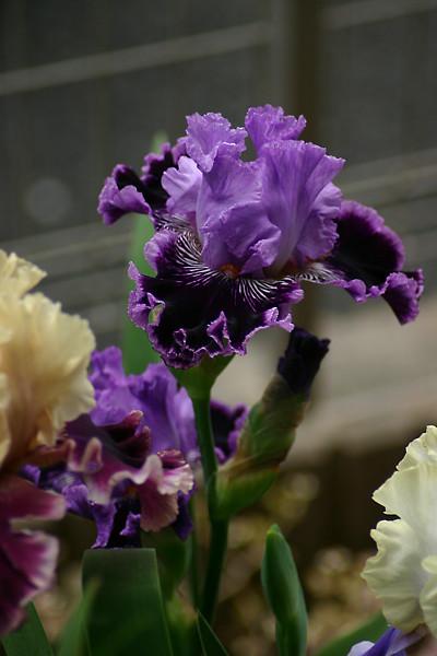 Photo of Tall Bearded Iris (Iris 'By Jeeves') uploaded by loosertora