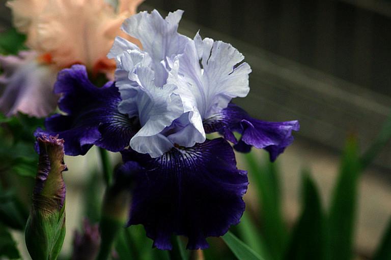 Photo of Tall Bearded Iris (Iris 'World Premier') uploaded by loosertora