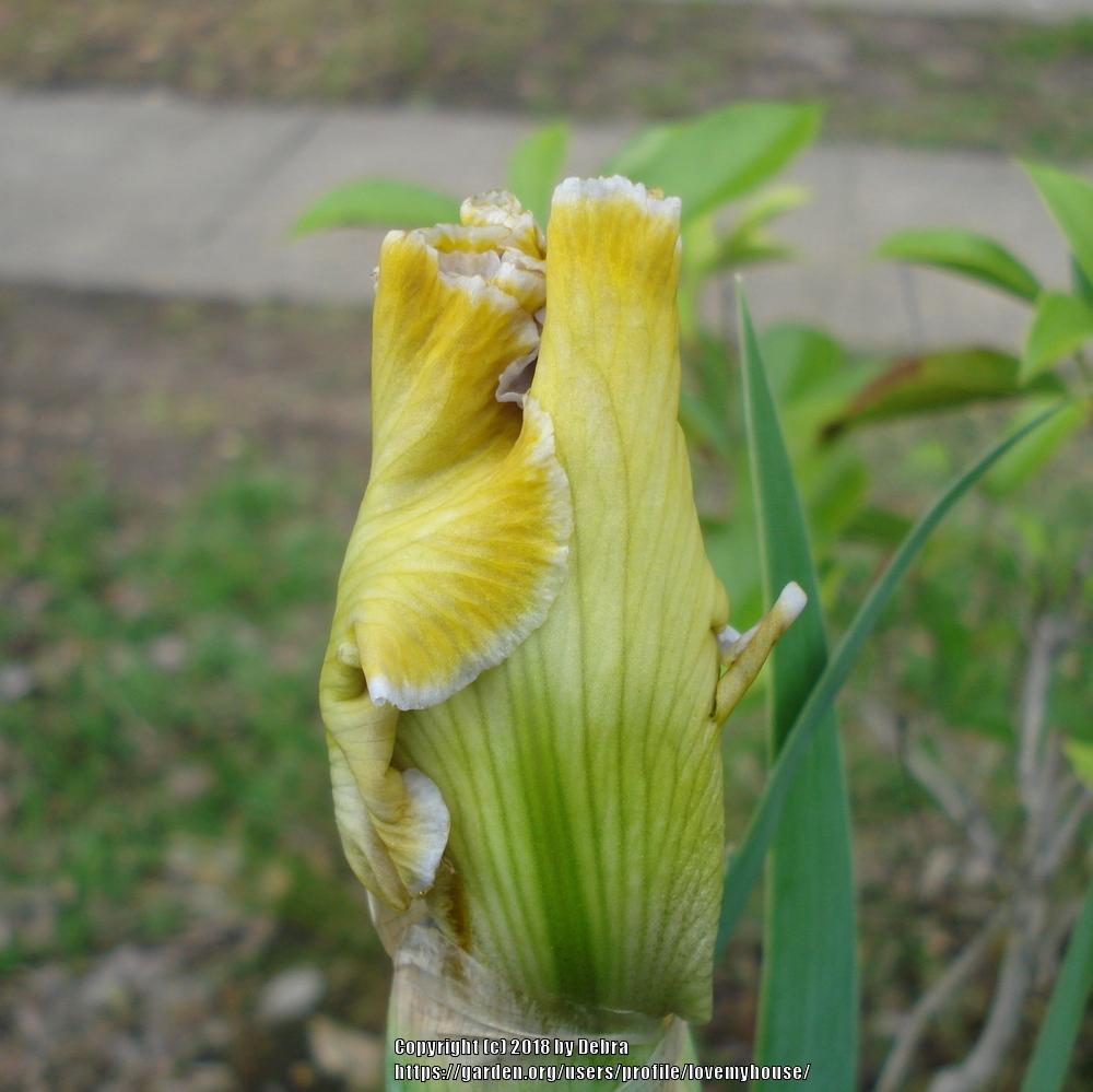 Photo of Tall Bearded Iris (Iris 'Baby I Love You') uploaded by lovemyhouse