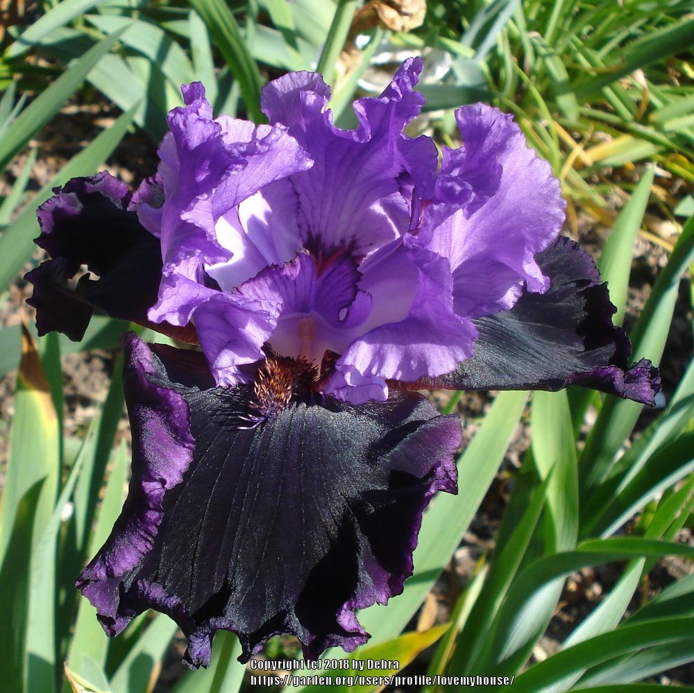Photo of Tall Bearded Iris (Iris 'Strut') uploaded by lovemyhouse