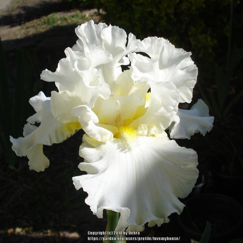 Photo of Tall Bearded Iris (Iris 'Elizabeth Poldark') uploaded by lovemyhouse