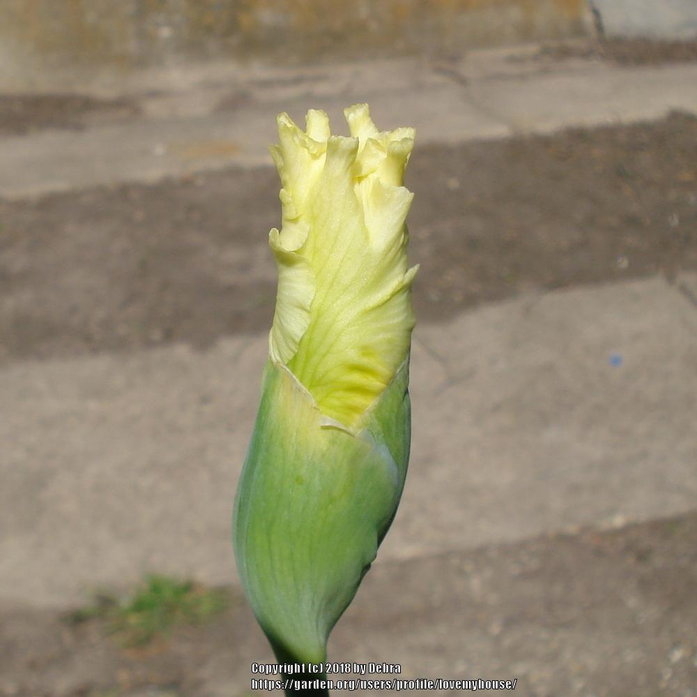 Photo of Tall Bearded Iris (Iris 'Elizabeth Poldark') uploaded by lovemyhouse