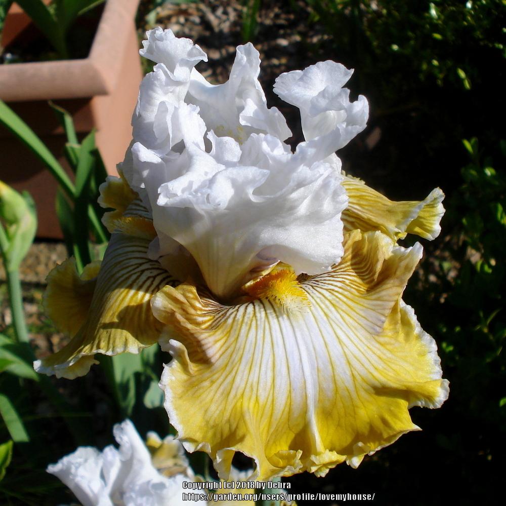 Photo of Tall Bearded Iris (Iris 'Baby I Love You') uploaded by lovemyhouse