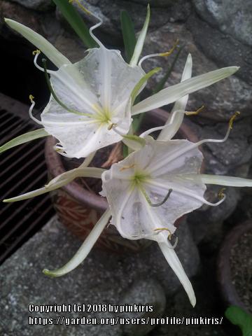 Photo of Spider Lilies (Hymenocallis) uploaded by pinkiris
