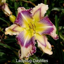 
Date: 2017-04-29
Photo courtesy of Lady Bug Daylilies