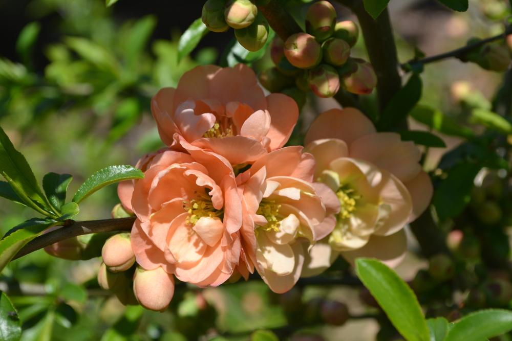 Photo of Flowering Quince (Chaenomeles x superba 'Cameo') uploaded by HollyAnnS