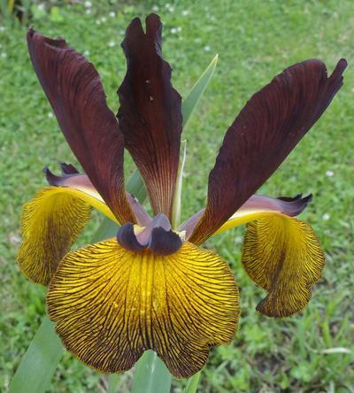 Photo of Spuria Iris (Iris 'Cinnamon Stick') uploaded by Joy