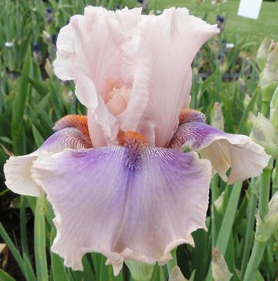 Photo of Tall Bearded Iris (Iris 'Bring It') uploaded by Joy