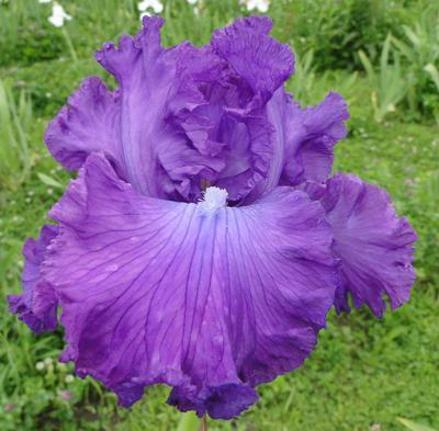 Photo of Tall Bearded Iris (Iris 'Aristocracy') uploaded by Joy