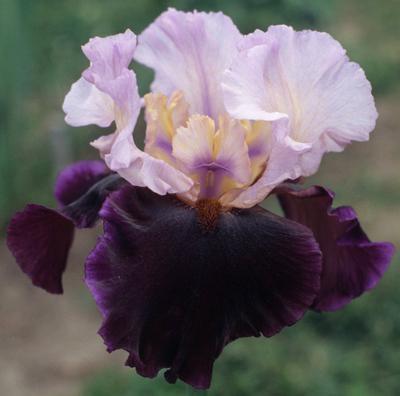 Photo of Tall Bearded Iris (Iris 'Brazilian Holiday') uploaded by Joy